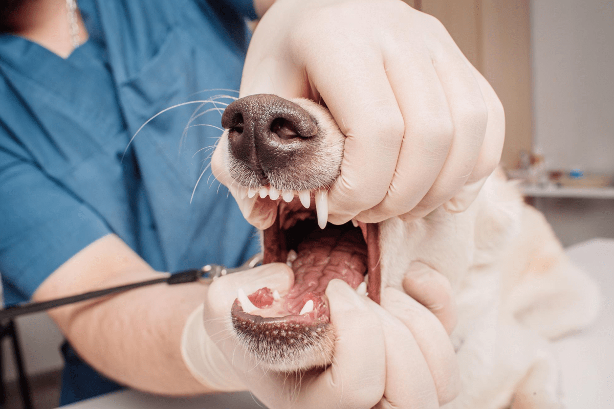 pet-dental-care
