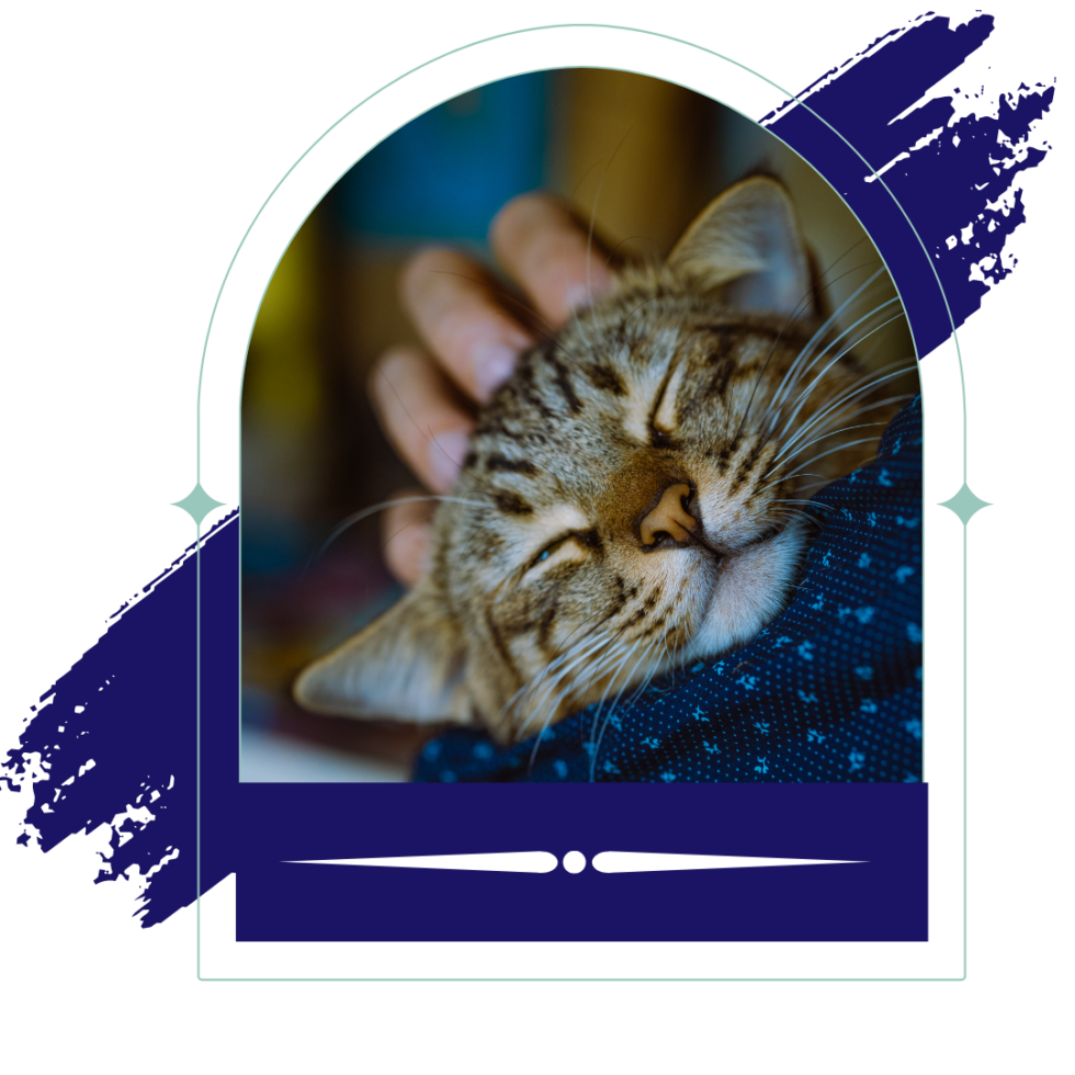 Mission KS Veterinary FAQs Mission Animal Clinic