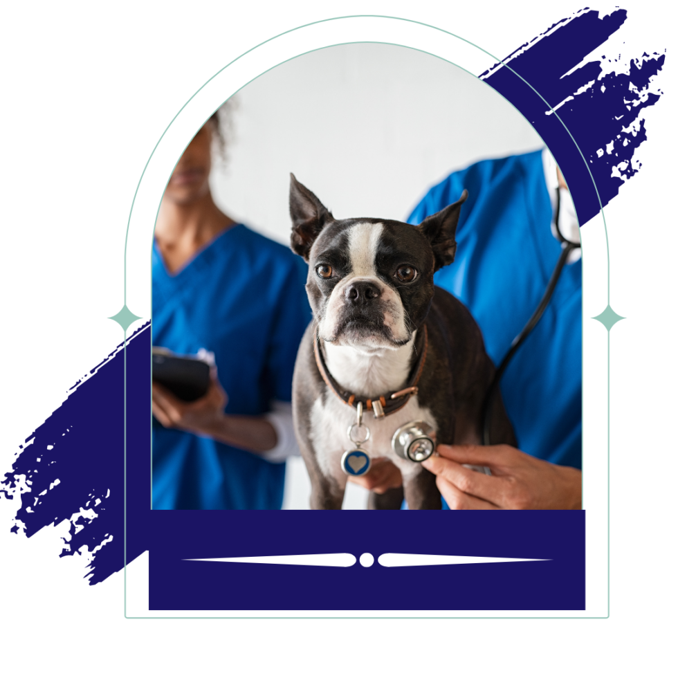 Mission KS 66202 Veterinarians Mission Animal Clinic