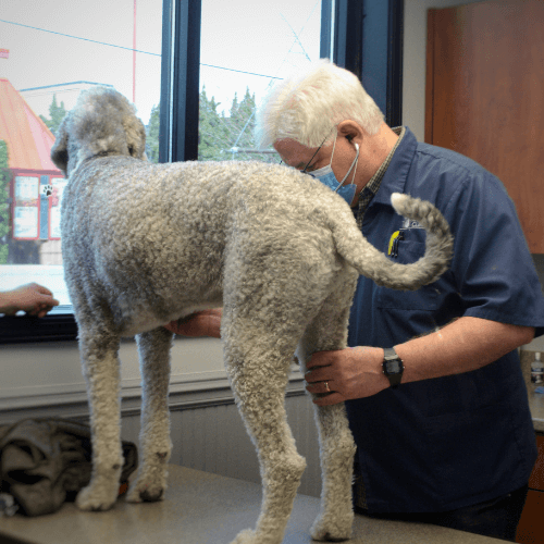 vet examining a dog