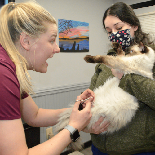 Two vet staff with a cat