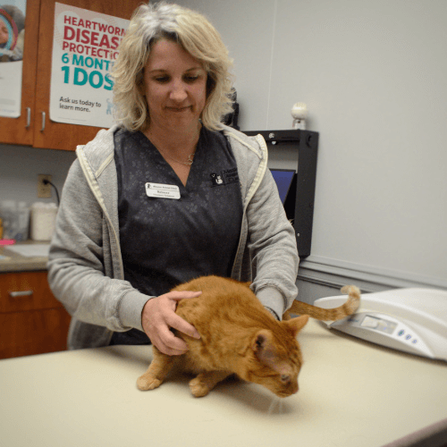 vet staff holding a cat